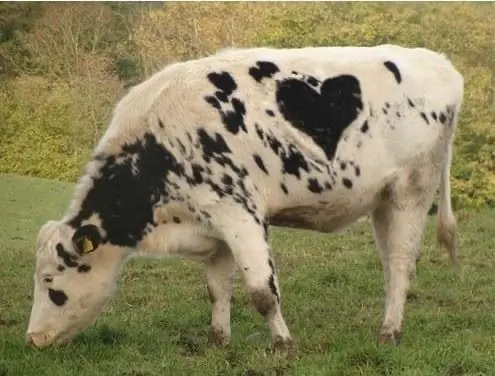 Moo header