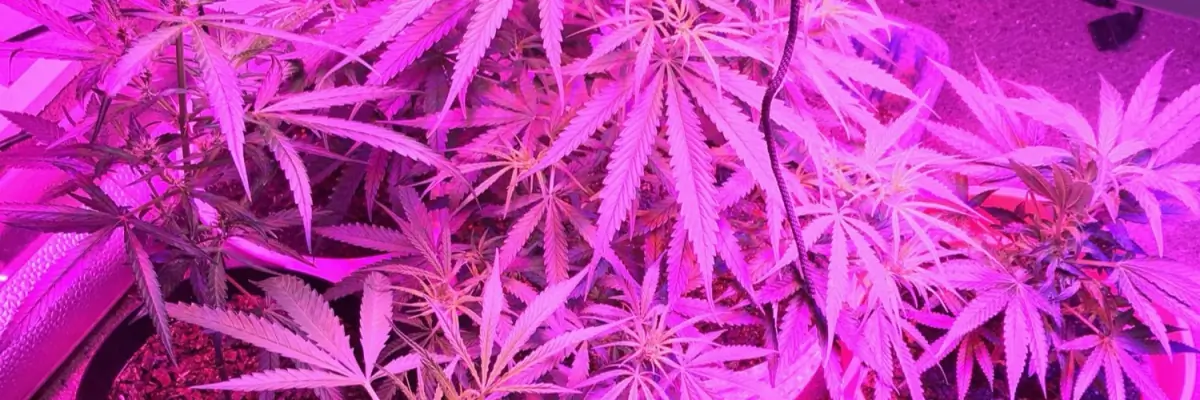 Amethyst Aura header