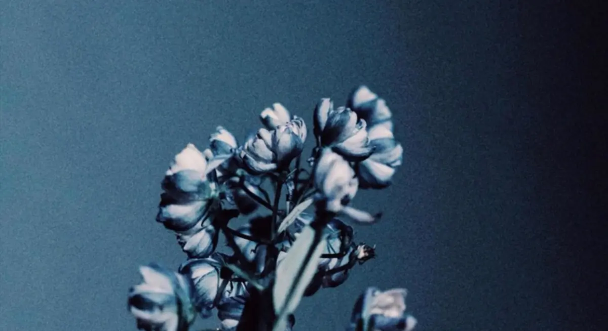 Anna Lisa header