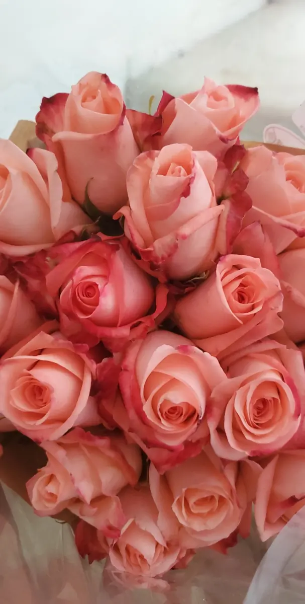 Amy header