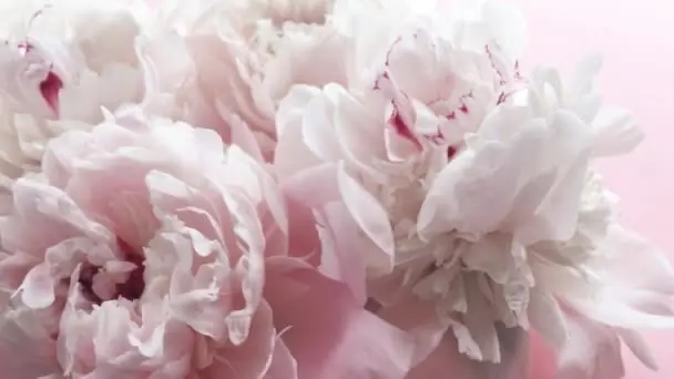 Awenlis header