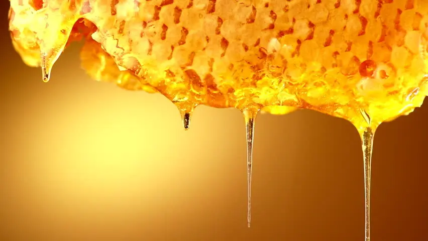 Bee 🐝🍯 header