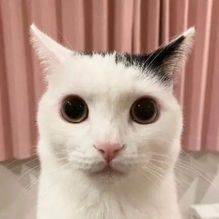 Alice Snoot cover