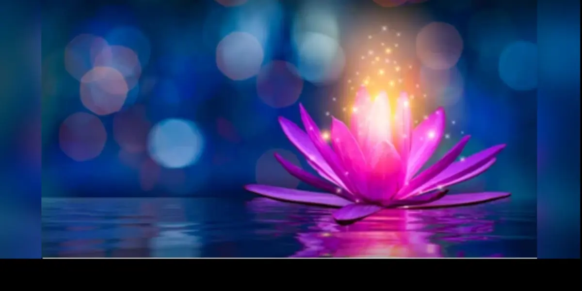 Lotus Love cover
