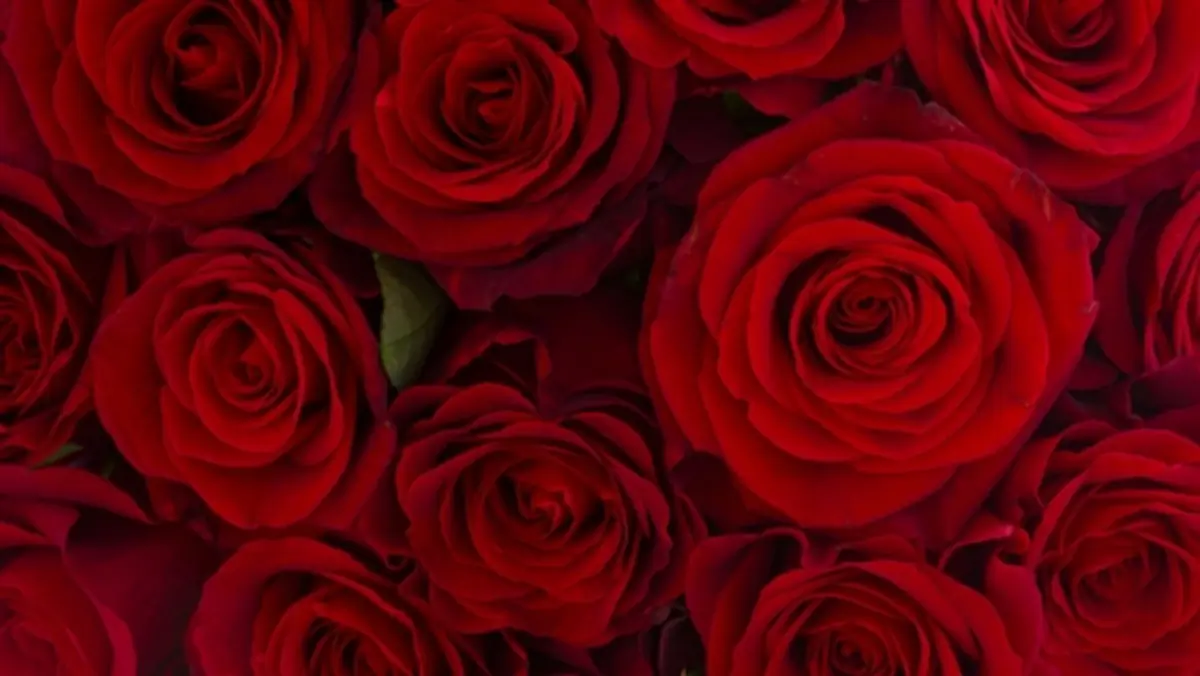 Hailey Rose cover