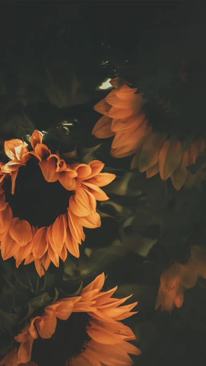 Lexie header