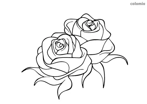 Lia header