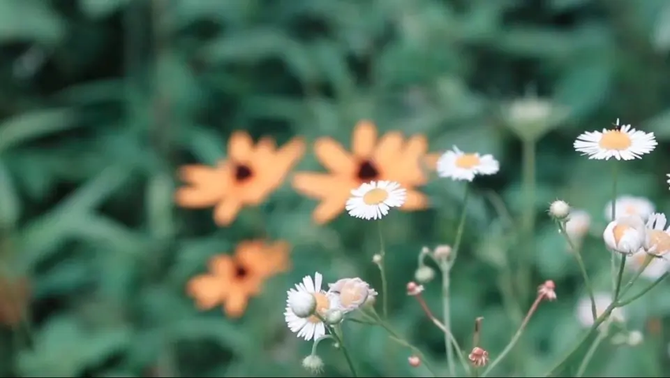 Lilly header