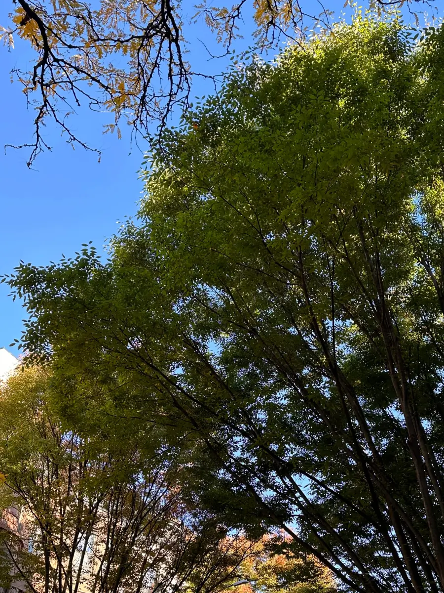 summer header