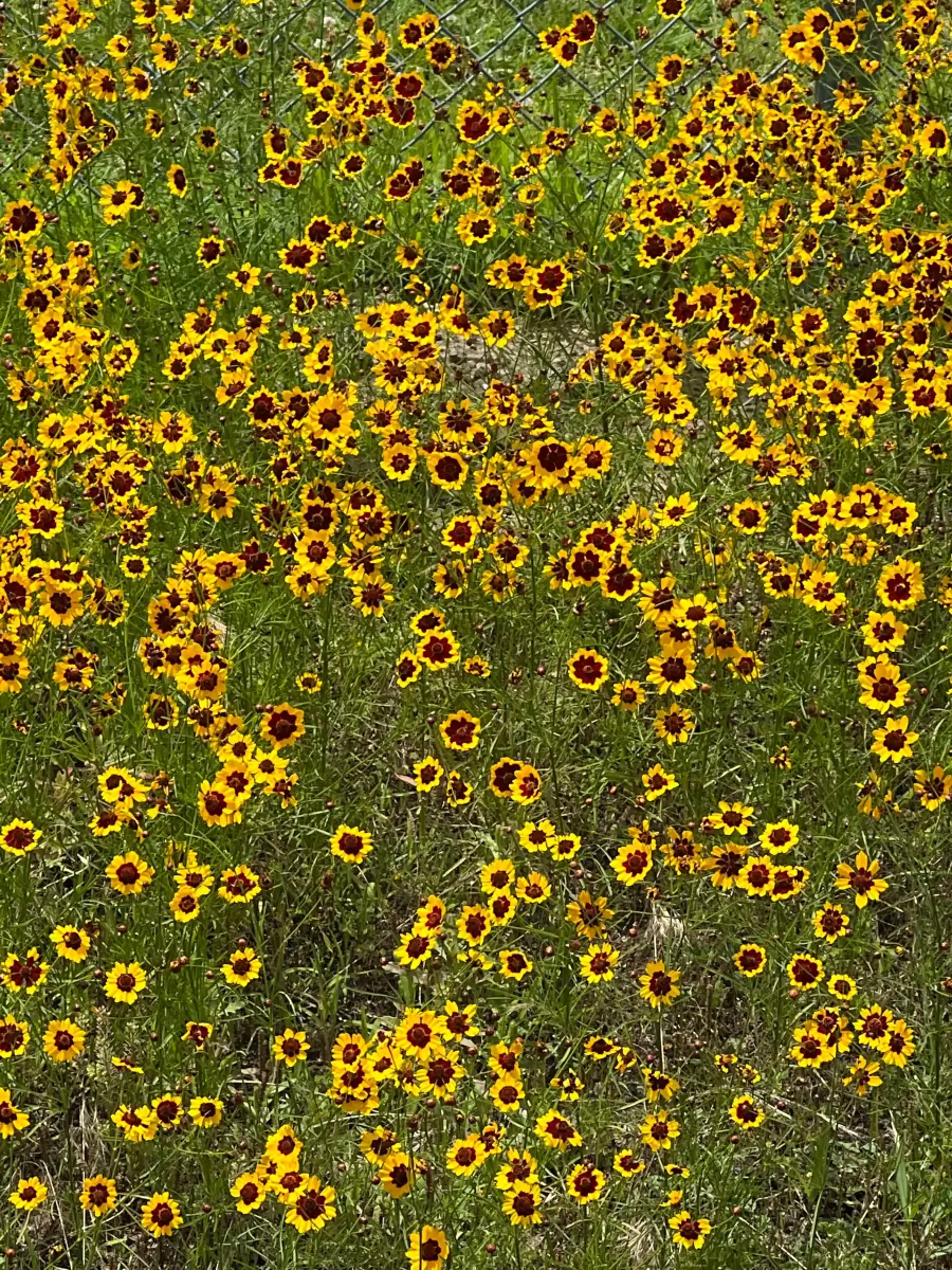 Mexicunt4herBWC cover