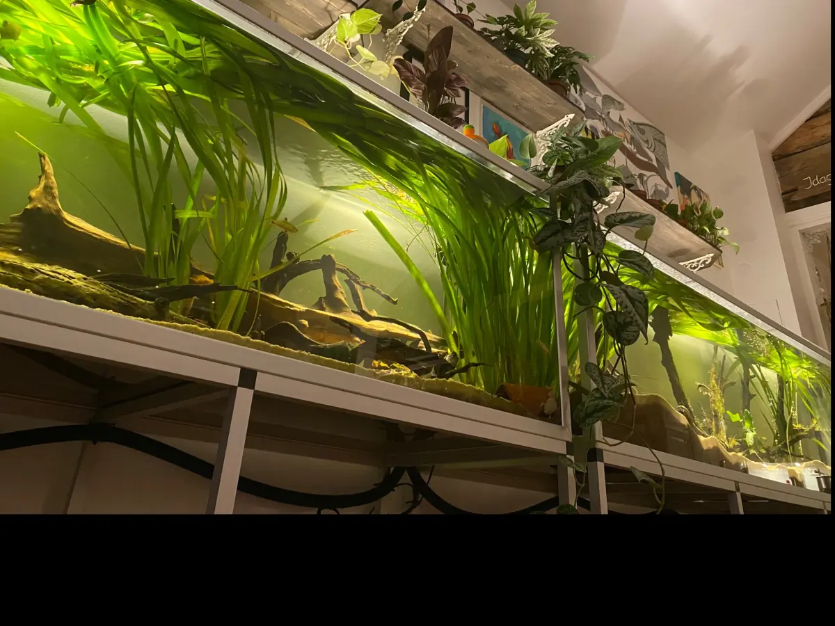 MissFishNerd header