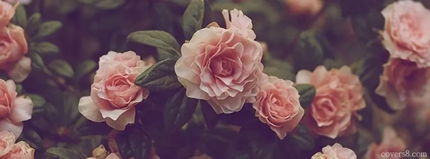 Morganvera header