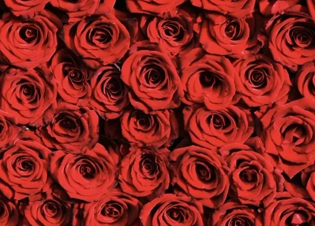 Natasha Banks header