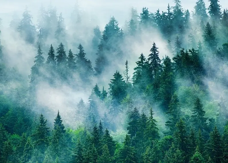 Ivy ‪🖤 header