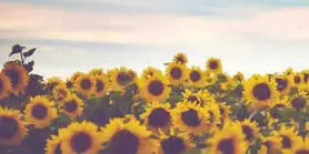 ❁ jessa furches ❁ header