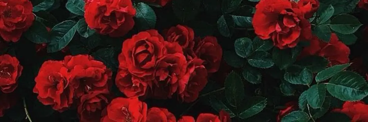 realpr3ttytoes header