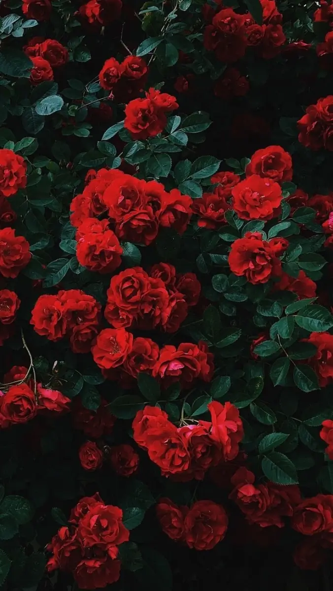 Real Pretty Rose header