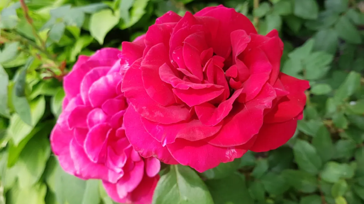 Xena's Secret Petals cover