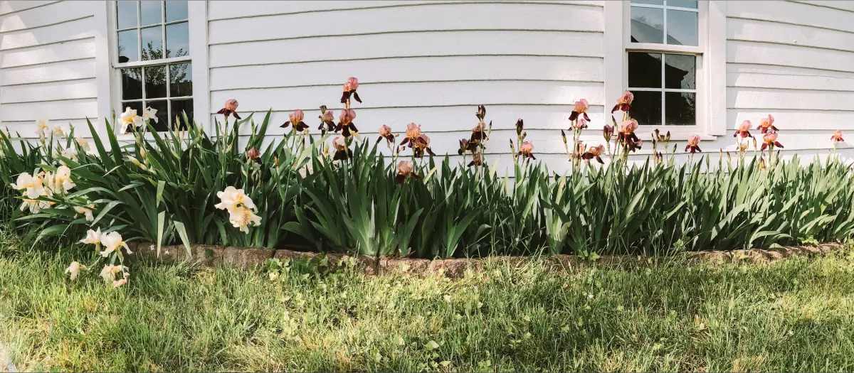 Iris Lane header