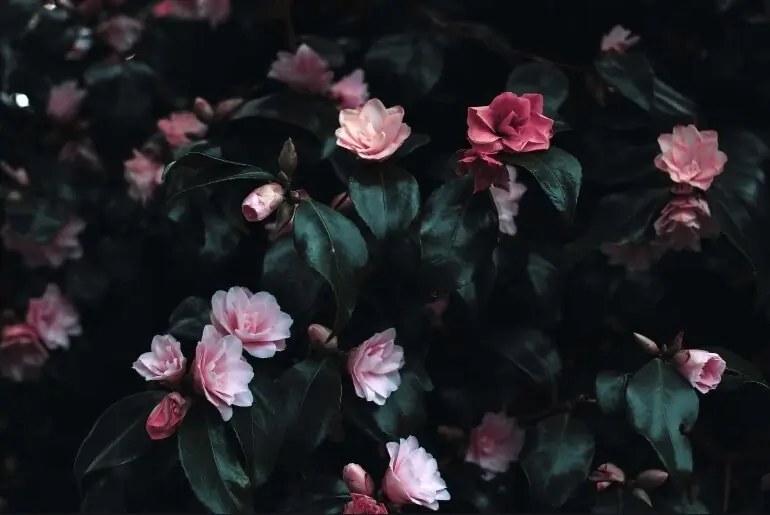 Tiffany LeAnne header