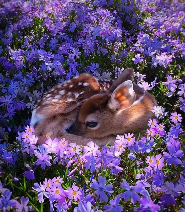 TS Lilac header