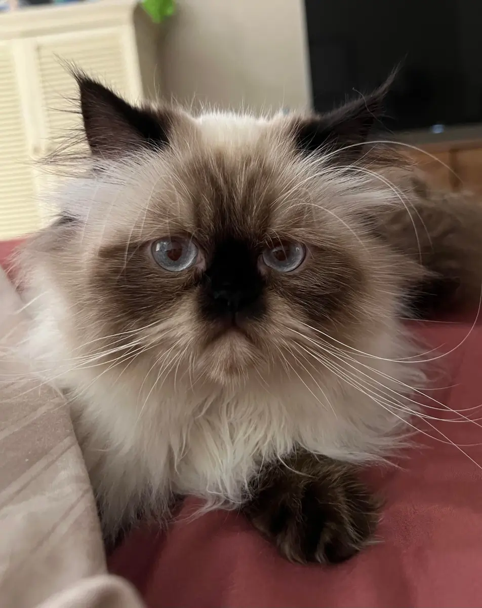 Lucy!