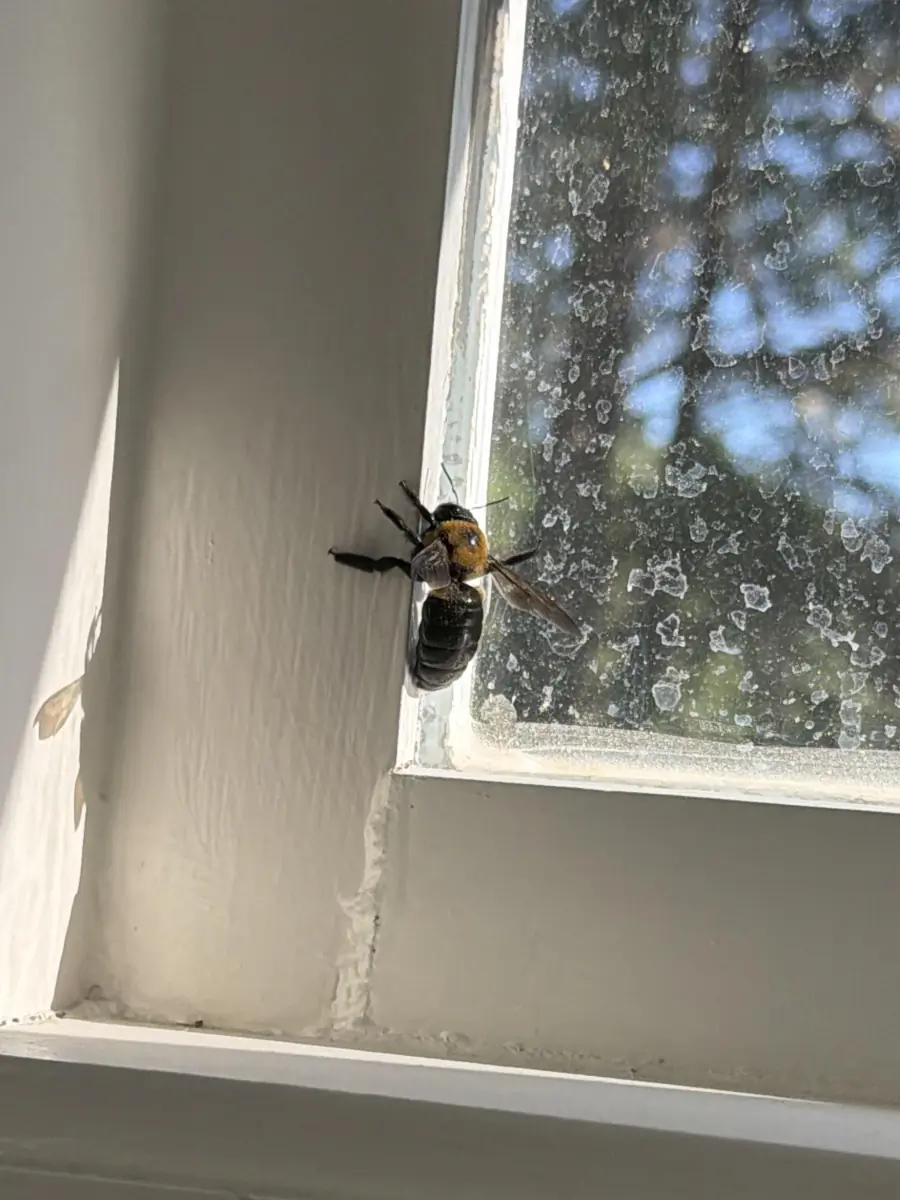 What kind of bee is this? I’ve never seen one so large in size.