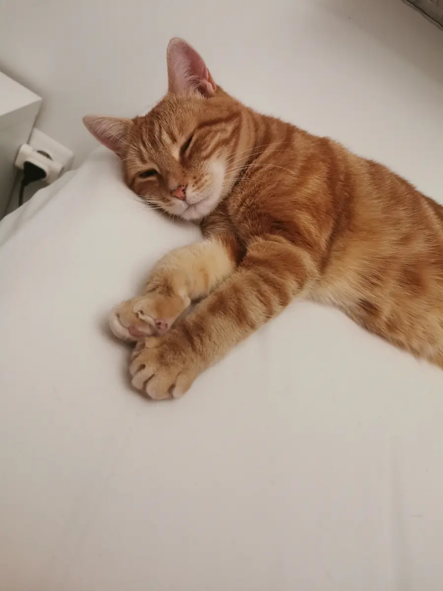 She protecc, she attacc but most importantly, she napp :B